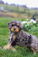 Rose, a female Miniature Bernedoodle for sale in Dundee, OH – Photo 6 of 6