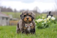 Rose, a female Miniature Bernedoodle for sale in Dundee, OH – Photo 4 of 6