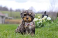 Rose, a female Miniature Bernedoodle for sale in Dundee, OH – Photo 3 of 6