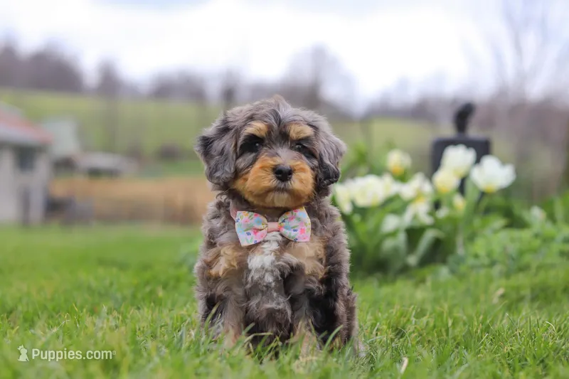 Rose – Miniature Bernedoodle puppy for sale in Dundee, OH