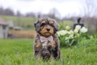 Rose, a female Miniature Bernedoodle for sale in Dundee, OH – Photo 1 of 6