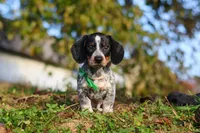 August, a male Miniature Dachshund for sale in Dundee, OH – 9 of 10