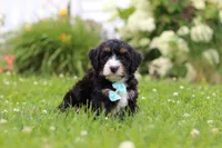 Duke, a male Miniature Bernedoodle for sale in Dundee, OH – 5 of 8
