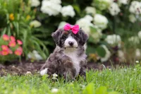 Princess, a female Miniature Bernedoodle for sale in Dundee, OH – 6 of 6