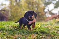 Ophelia, a female Miniature Dachshund for sale in Dundee, OH – 3 of 8
