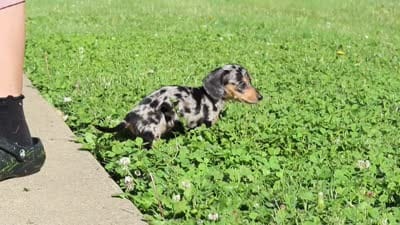 Stella, a female Miniature Dachshund for sale in Dundee, OH – 10 of 10