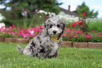 Chase, a male Miniature Bernedoodle for sale in Dundee, OH – 3 of 6