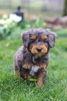 Theo, a male Miniature Bernedoodle for sale in Dundee, OH – Photo 7 of 7
