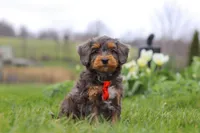 Theo, a male Miniature Bernedoodle for sale in Dundee, OH – Photo 2 of 7