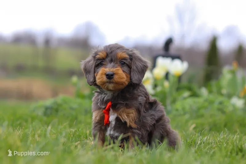 Theo – Miniature Bernedoodle puppy for sale in Dundee, OH