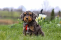 Theo, a male Miniature Bernedoodle for sale in Dundee, OH – Photo 1 of 7