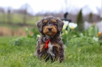 Theo, a male Miniature Bernedoodle for sale in Dundee, OH – Photo 5 of 7