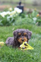 Theo, a male Miniature Bernedoodle for sale in Dundee, OH – Photo 6 of 7