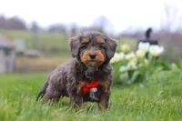 Theo, a male Miniature Bernedoodle for sale in Dundee, OH – Photo 3 of 7