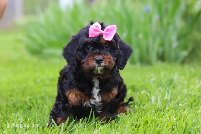 Elena – Cavapoo puppy on hold in Dundee, OH