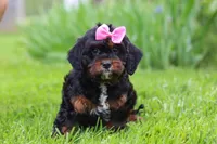 Elena, a female Cavapoo for sale in Dundee, OH – 1 of 6