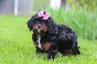 Elena, a female Cavapoo for sale in Dundee, OH – 6 of 6