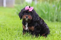 Elena, a female Cavapoo for sale in Dundee, OH – 3 of 6