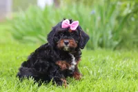 Elena, a female Cavapoo for sale in Dundee, OH – 2 of 6