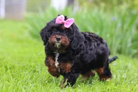 Elena, a female Cavapoo for sale in Dundee, OH – 5 of 6