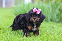 Elena, a female Cavapoo for sale in Dundee, OH – 4 of 6