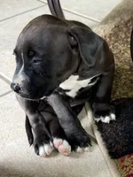 Buster, a male American Bully for sale in Dallas, TX – 2 of 4