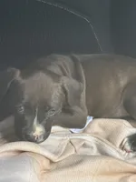 Buster, a male American Bully for sale in Dallas, TX – 4 of 4
