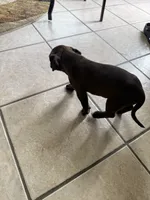 Buster, a male American Bully for sale in Dallas, TX – 3 of 4