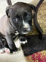 Buster, a male American Bully for sale in Dallas, TX – 1 of 4