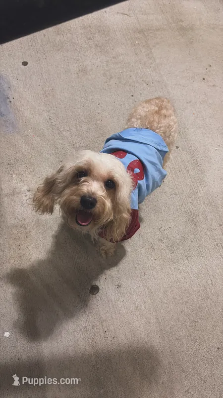 Milo – Cavapoo puppy for sale in Savannah, GA