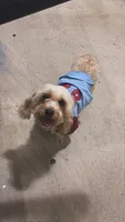 Milo, a male Cavapoo for sale in Savannah, GA – 1 of 5