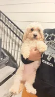 Milo, a male Cavapoo for sale in Savannah, GA – 2 of 5