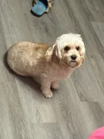 Milo, a male Cavapoo for sale in Savannah, GA – 5 of 5