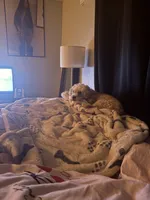 Milo, a male Cavapoo for sale in Savannah, GA – 3 of 5