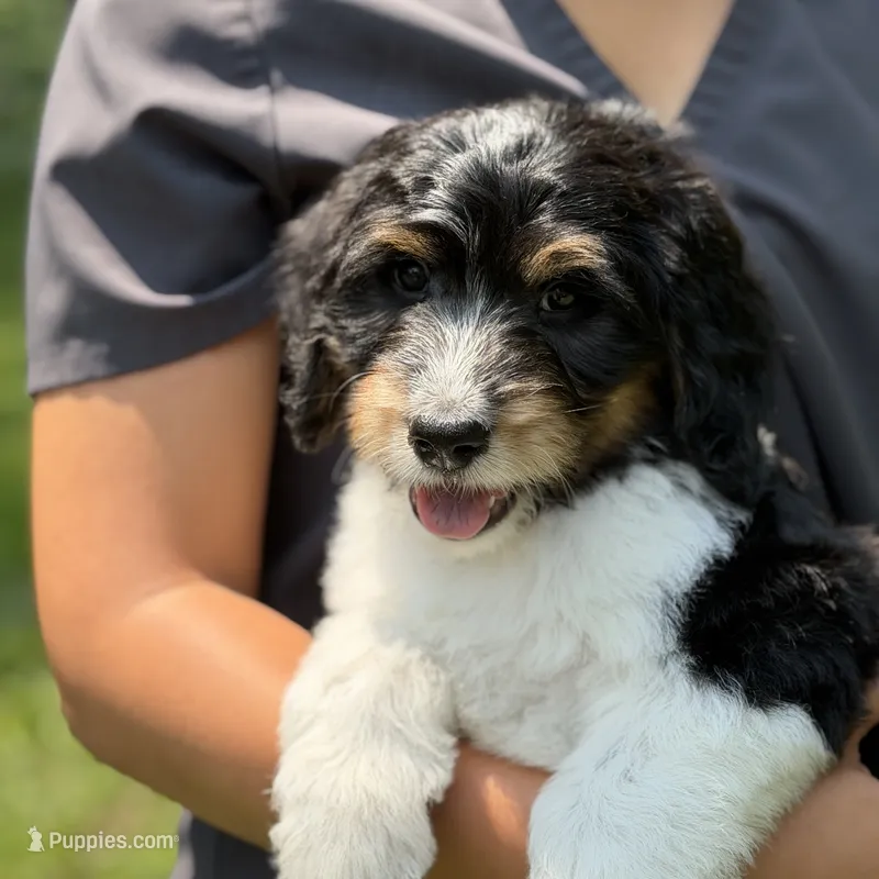 Betsy – Bernedoodle, Golden Mountain Doodle puppy for sale in Knoxville, TN