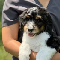 Betsy, a female Bernedoodle and Golden Mountain Doodle for sale in Knoxville, TN – 1 of 1