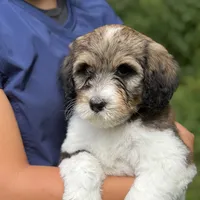 Columbia, a female Bernedoodle and Golden Mountain Doodle for sale in Knoxville, TN – 1 of 1