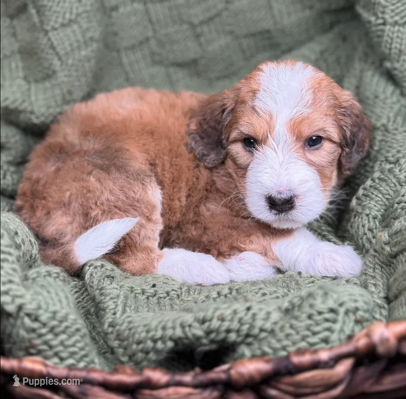 Banner – Bernedoodle, Golden Mountain Doodle puppy for sale in Knoxville, TN