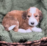 Banner, a male Bernedoodle and Golden Mountain Doodle for sale in Knoxville, TN – 1 of 1