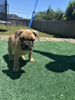 Nala, a female French Bulldog and American Bully for sale in Mansfield, TX – 2 of 3