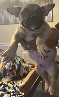 Chipper, a male French Bulldog and American Bully for sale in Mansfield, TX – 4 of 4