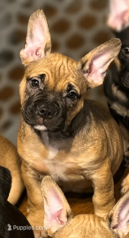 Chipper – French Bulldog, American Bully puppy for sale in Mansfield, TX