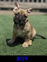 Chipper, a male French Bulldog and American Bully for sale in Mansfield, TX – 2 of 4