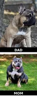 Nala, a female French Bulldog and American Bully for sale in Mansfield, TX – 3 of 3