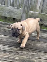 Max, a male French Bulldog and American Bully for sale in Mansfield, TX – 5 of 6