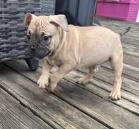 Max, a male French Bulldog and American Bully for sale in Mansfield, TX – 6 of 6