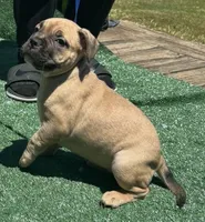 MooMoo, a female French Bulldog and American Bully for sale in Mansfield, TX – 2 of 3