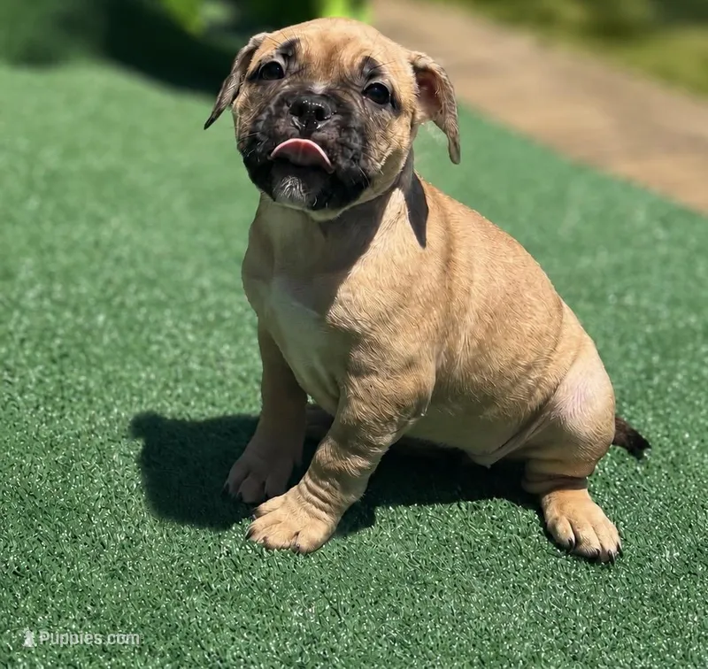 MooMoo – French Bulldog, American Bully puppy for sale in Mansfield, TX