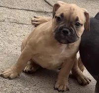 Max, a male French Bulldog and American Bully for sale in Mansfield, TX – 4 of 6