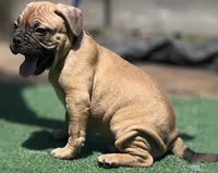 Max, a male French Bulldog and American Bully for sale in Mansfield, TX – 3 of 6